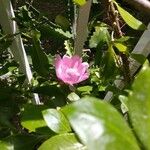 Leuenbergeria quisqueyana Flower