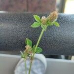 Trifolium striatum Kvet