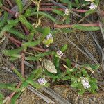 Gomphrena vermicularis Leaf