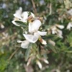 Chamaecytisus prolifer Blüte