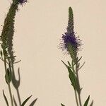 Veronica spicata Flower