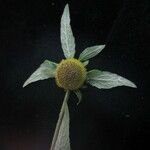Carpesium nepalense Blüte