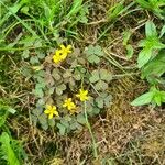 Oxalis corniculata Blüte