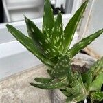 Aloe perfoliataLeht