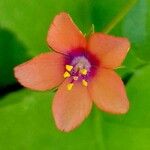 Lysimachia arvensis Flower