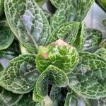 Episcia cupreataᱥᱟᱠᱟᱢ