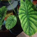 Alocasia clypeolata Hoja