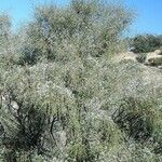 Retama monosperma Habit