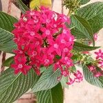 Pentas lanceolataKvet