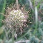 Scabiosa atropurpurea Plod