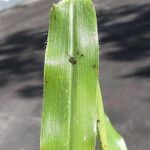 Paspalum fimbriatum Лист