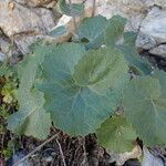 Adenostyles alpina Likasa