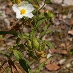 Cistus inflatus മറ്റ്