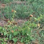 Abutilon hirtum List