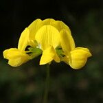 Coronilla minima Квітка