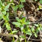 Lysimachia foemina 叶