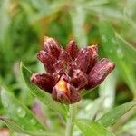 Erysimum × cheiri Floare