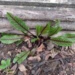 Rumex sanguineus Leaf