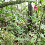 Impatiens niamniamensis Habit