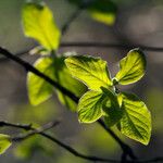 Lonicera caerulea List