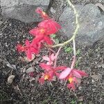 Epidendrum ibaguense Virág