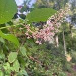 Phytolacca americanaFlower