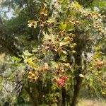 Crataegus azarolus Frucht