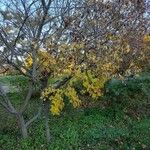 Acer tataricum Plante entière