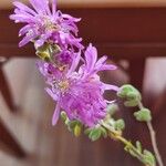 Drosanthemum floribundum (Haw.) SchwantesFlower