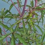 Hibiscus coccineus Leht