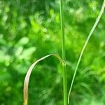 Poa palustris 葉