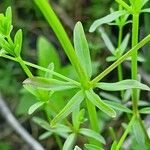 Galium palustre Leht