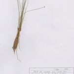 Eleocharis acicularis Habitus