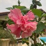 Hibiscus fragilisBlomst