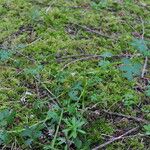 Nemophila parviflora Характер