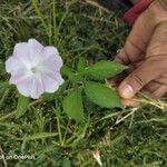 Ipomoea pes-tigridis Leaf