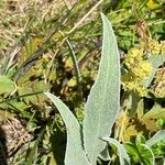 Centaurea uniflora Leaf