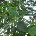 Ficus hispida ഇല