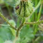 Urospermum picroides Fruit