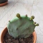 Opuntia stricta Лист