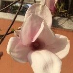 Magnolia × soulangeana फूल