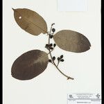 Byrsonima crispa Fruto