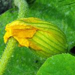 Cucurbita maxima Flor