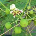 Manihot grahamii Fruit