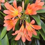 Clivia × cyrtanthiflora 花