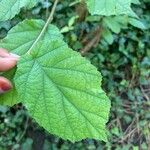 Corylus cornutaLeaf