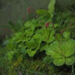 Saxifraga umbrosa Blatt