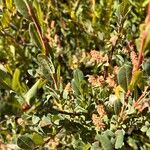 Salix caesia Likasa