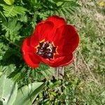 Tulipa raddii Květ