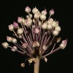 Allium atroviolaceum x Allium polyanthum Cvet